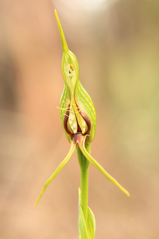 Bird Orchid - de face.jpg