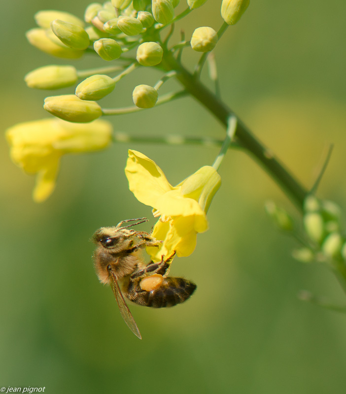 abeille dans colsa 04 2019.JPG