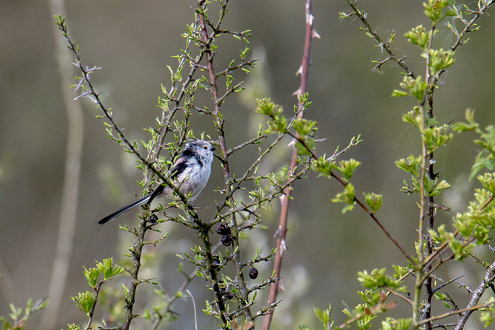 Mésange à longue queue.jpg