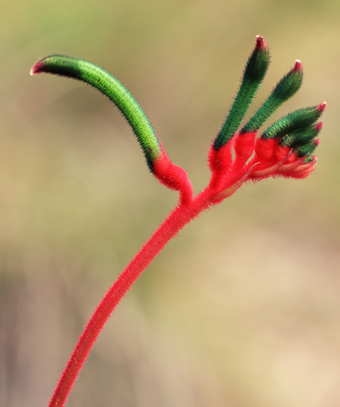 Kangaroo Paw (Anigozanthus manglesii).jpg