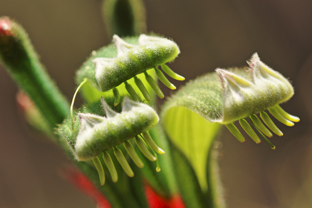 Kangaroo Paw - de face.jpg