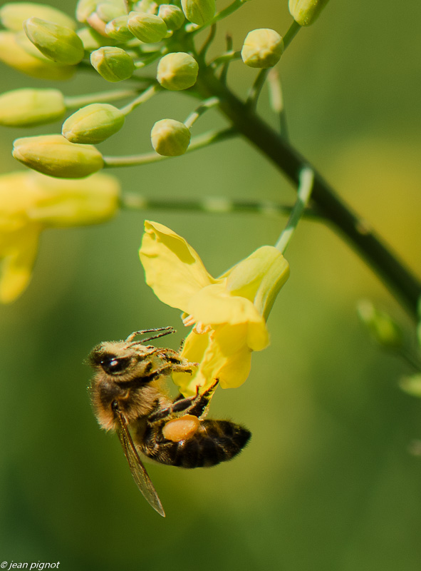 abeille dans colsa 05 2019.JPG