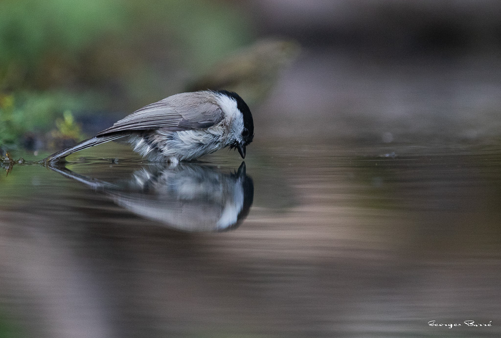 Mésange Nonette (Parus palustris) Marsh Tit-60.jpg