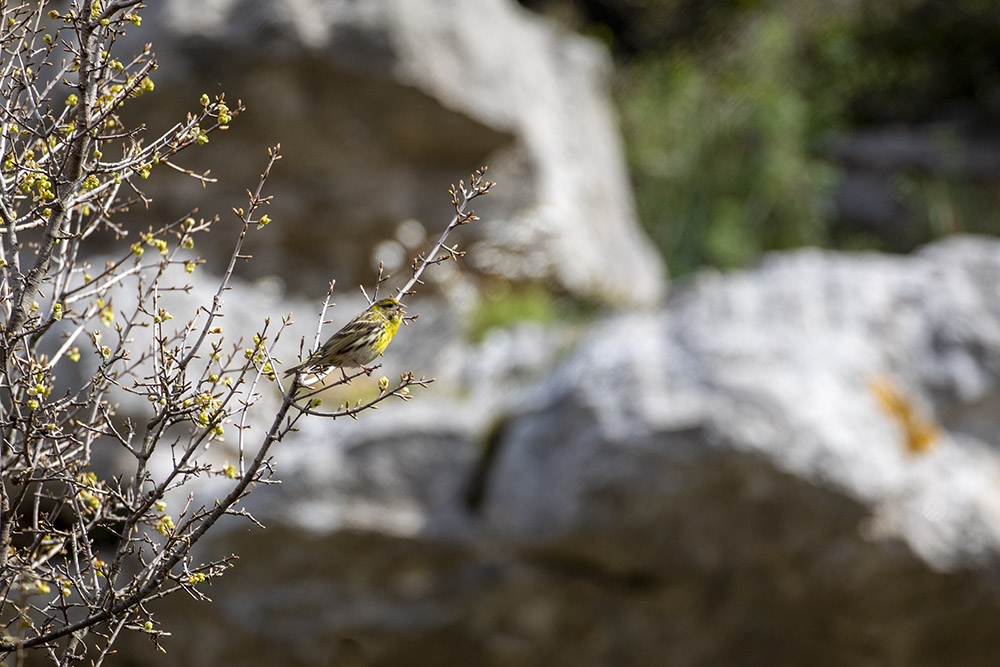 Crète Lassithi_10-04-2019-08-59-53_0049.jpg