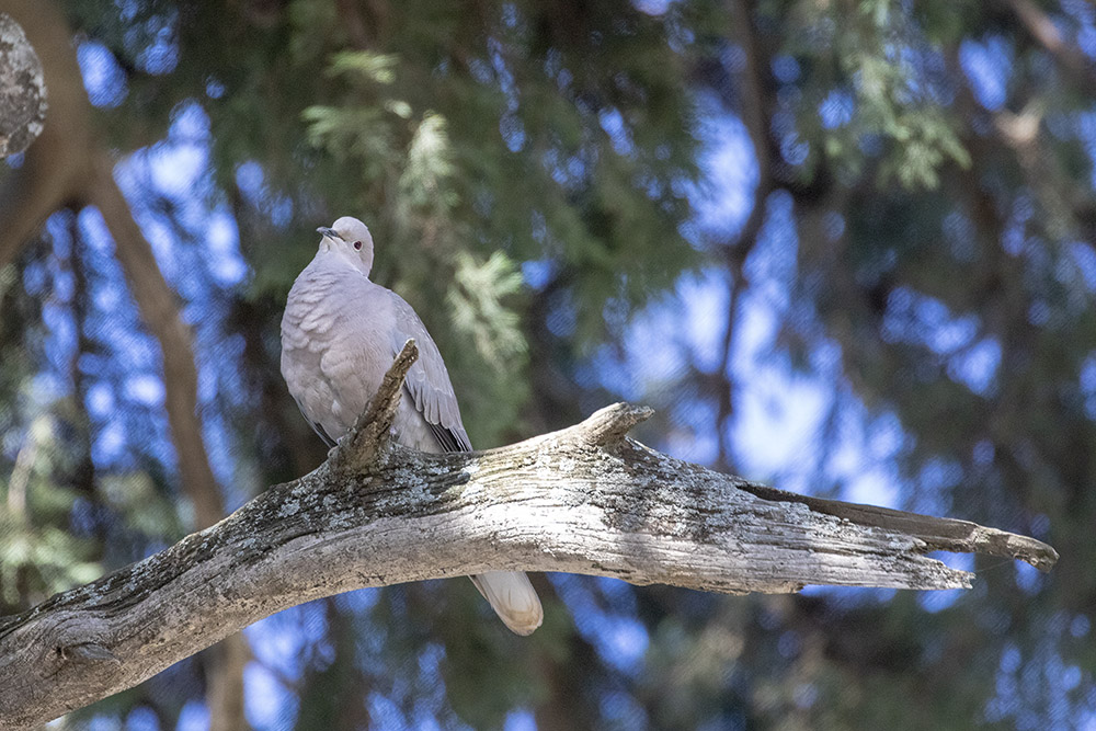 Crète Skinias_10-04-2019-15-34-25_0176.jpg