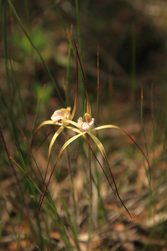 Spider Orchid.jpg