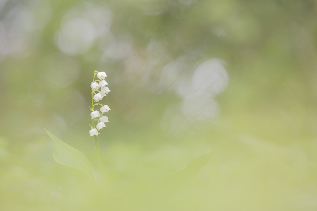 01052019-12-31-23-Muguet pastel.jpg