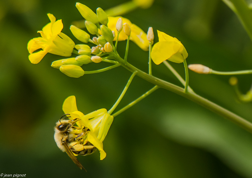 abeille sur colsa 04 2019.JPG