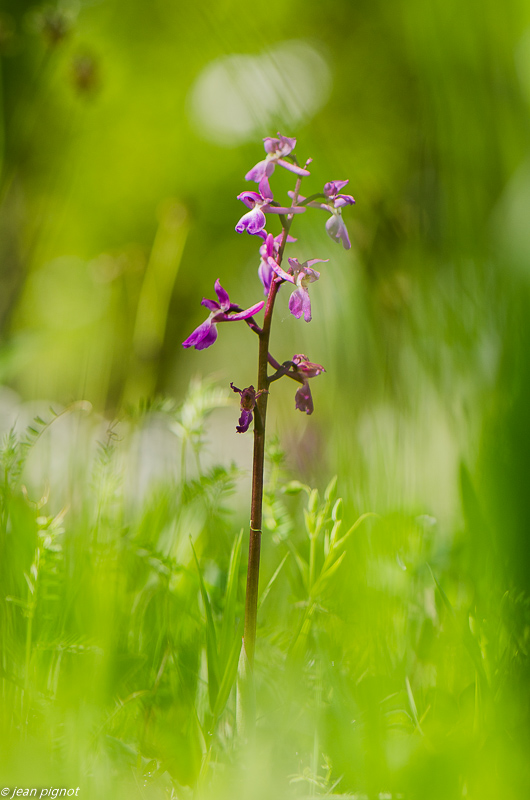 orchis 05 2019-2.JPG