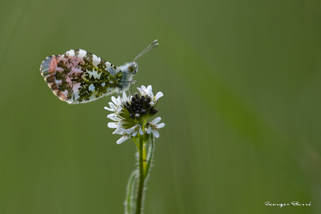 Aurore (Anthocharis cardamines)-17.jpg