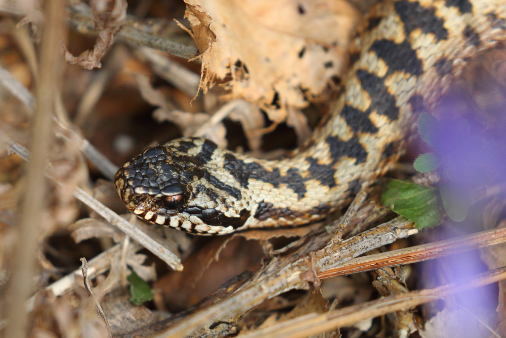 Vipère péliade - Vipera berus #1.2 010519 I&N.JPG