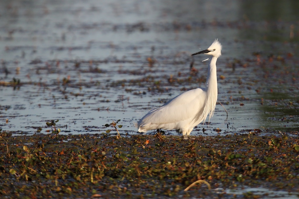 276 Aigrette garzette.jpg