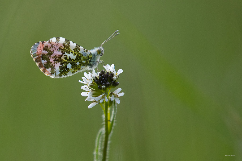 Aurore (Anthocharis cardamines)-17.jpg