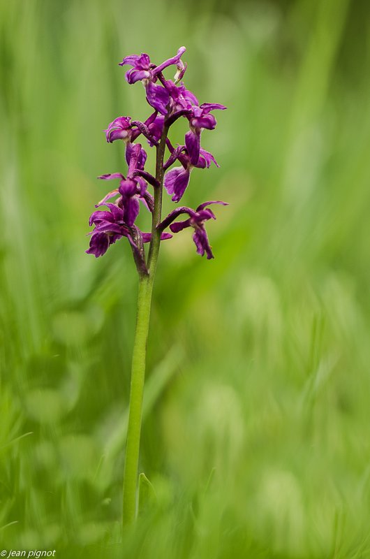 orchis male 05 2019.JPG