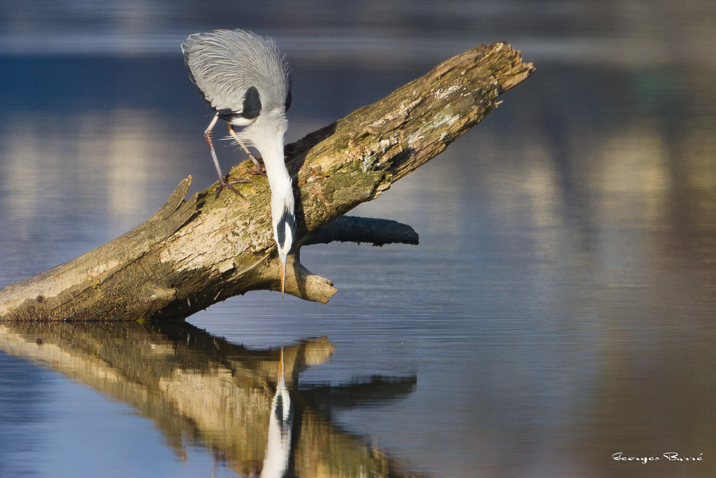 Héron Cendré (Ardea cinerea) Grey heron-2.jpg