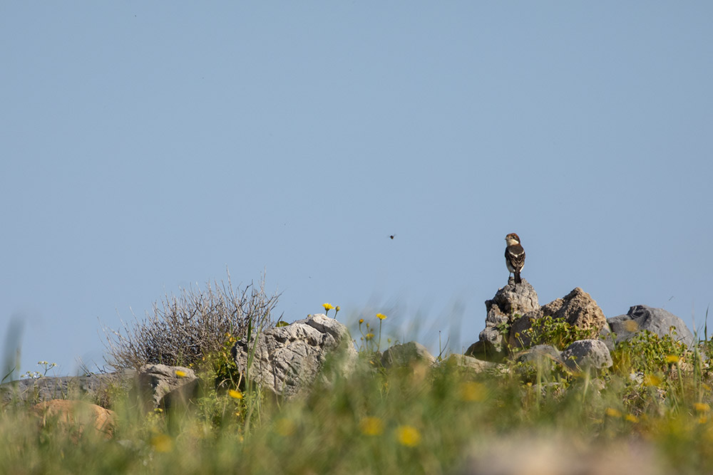 Crète Mallia_11-04-2019-08-19-08_0230.jpg