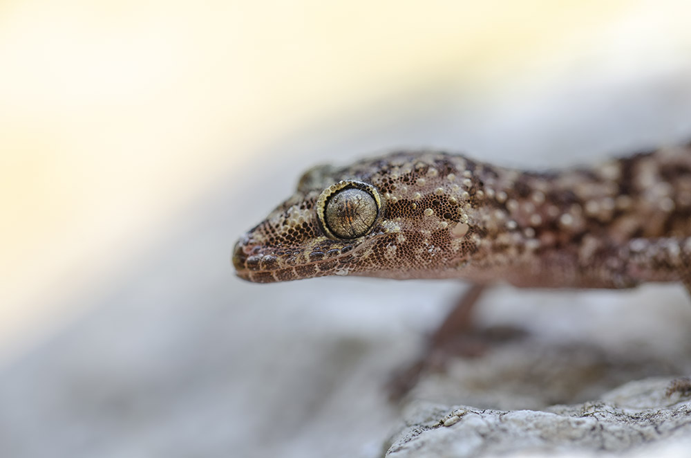 Crète Vasiliki_2019-04-11_135539 .jpg