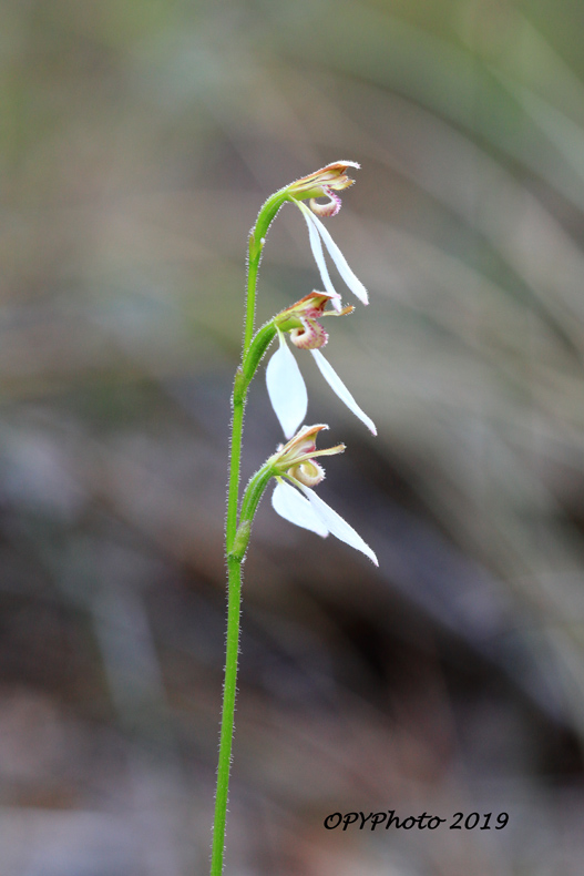 Eriochilus dilatatus.jpg