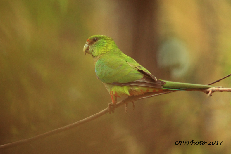 Red-capped parrot.jpg