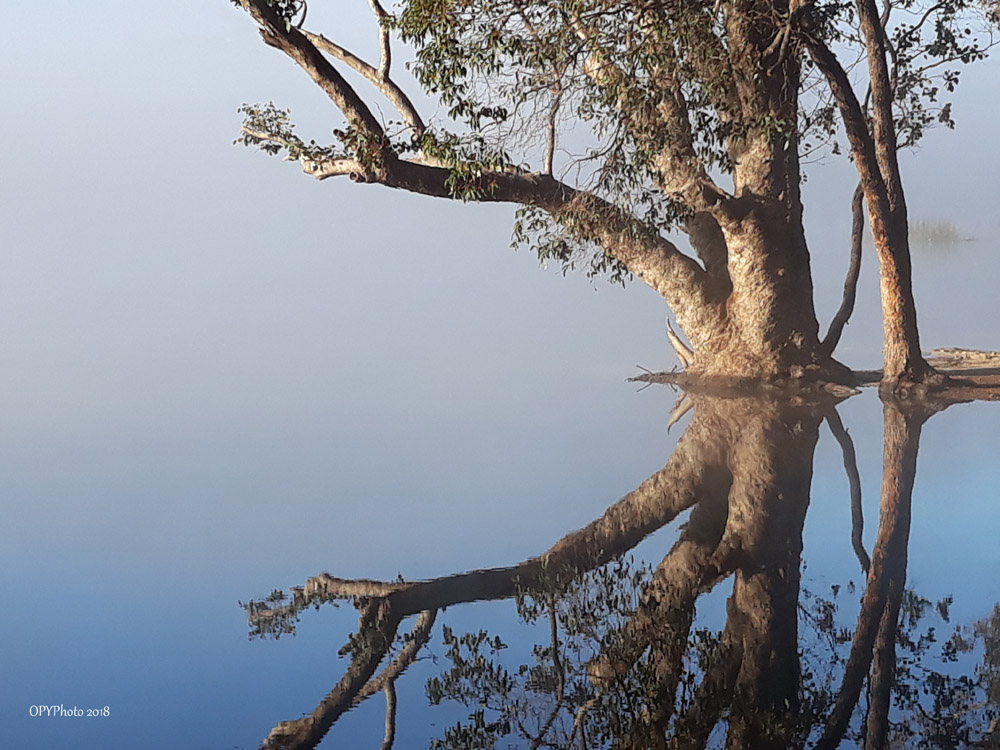 Drowning Tree.jpg