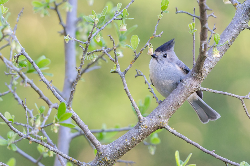 _IN Mésange à plumet noir 2019-04 LM-11.jpg