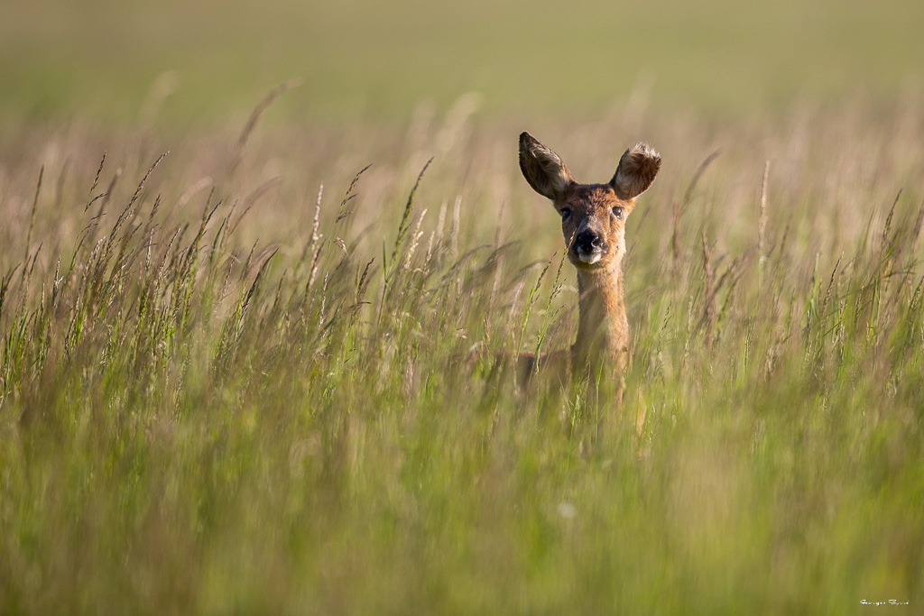 Chevreuil d'Europe (Capreolus capreolus) Roe deer-432.jpg