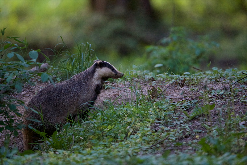 2019_blaireaux_bosquet_1.jpg