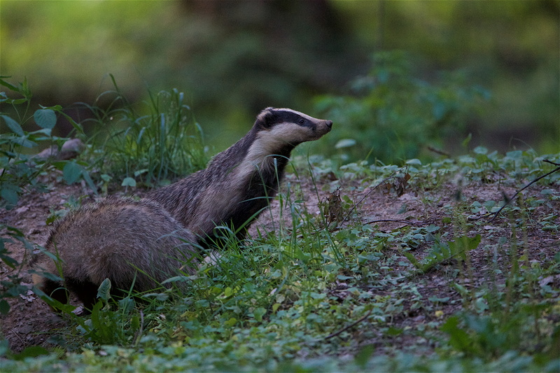 2019_blaireaux_bosquet_3.jpg