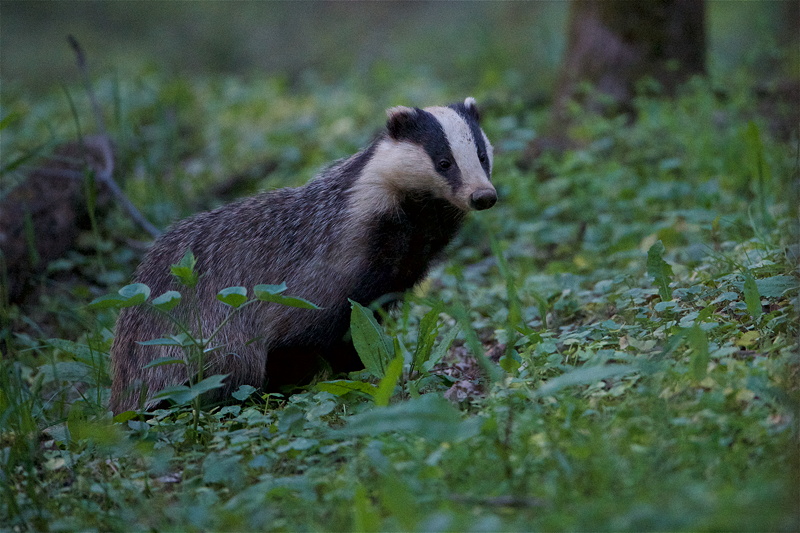 2019_blaireaux_bosquet_7.jpg