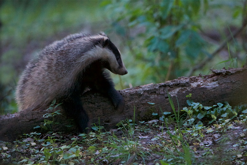 2019_blaireaux_bosquet_8.jpg