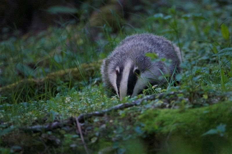 2019_blaireaux_bosquet_9.jpg