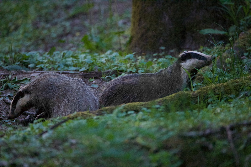 2019_blaireaux_bosquet_10.jpg