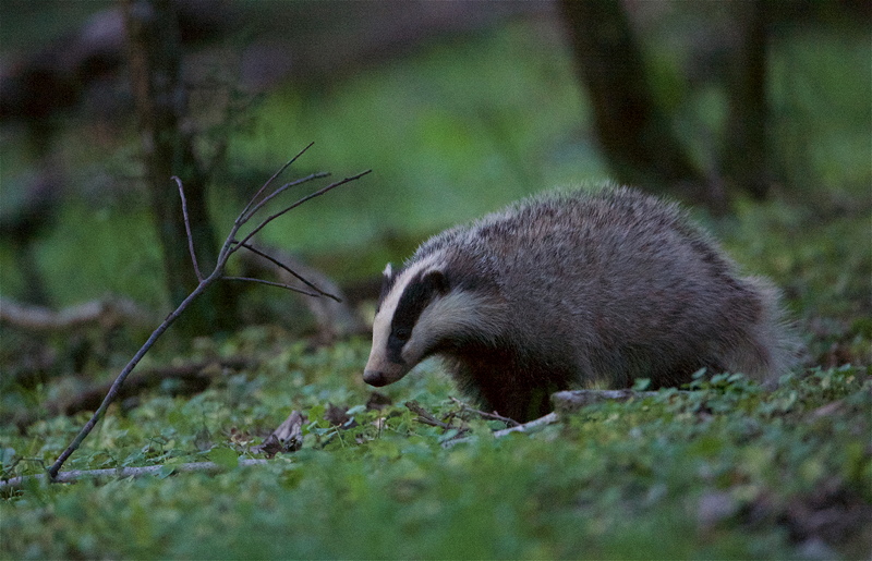 2019_blaireaux_bosquet_11.jpg