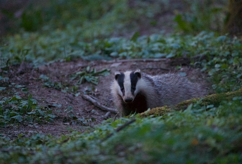 2019_blaireaux_bosquet_12.jpg