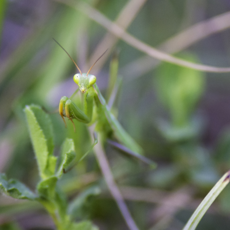 Insectes-Mante ReligieuseDSC_4647-2.jpg