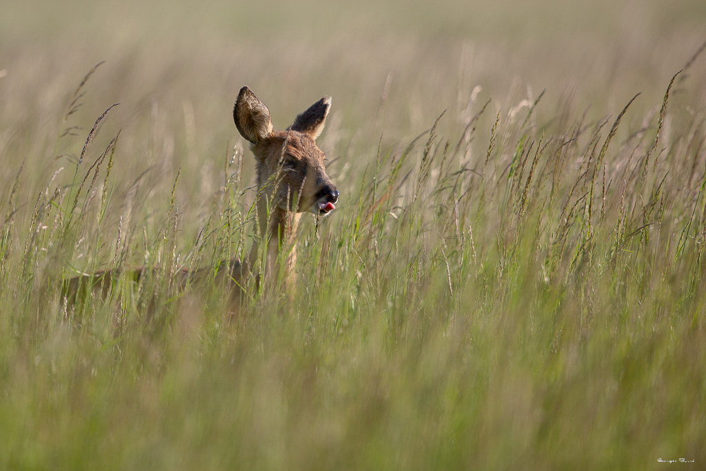 Chevreuil d'Europe (Capreolus capreolus) Roe deer-446.jpg