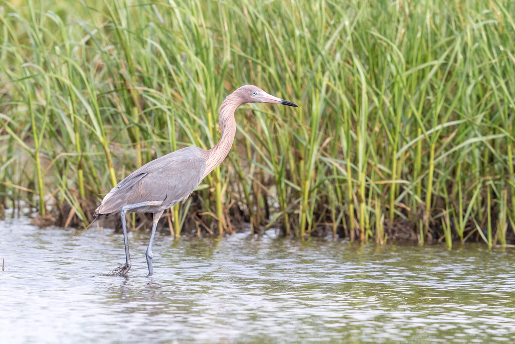 _IN Aigrette roussatre 2019-04 Bolivar-11.jpg