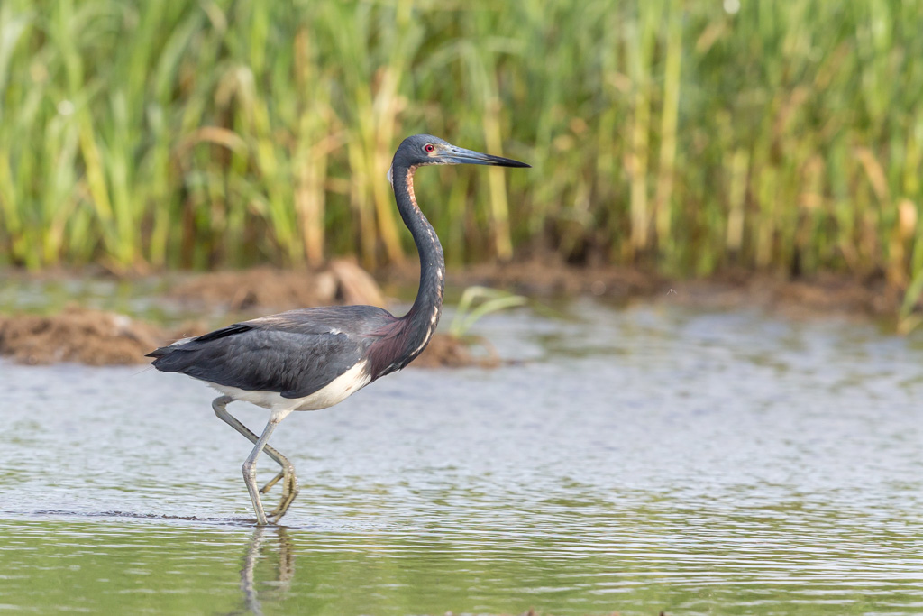 _IN Aigrette tricolore 2019-04 Bolivar-11.jpg