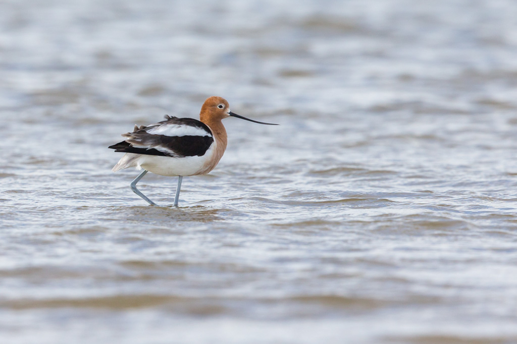 _IN Avocette d'Amérique 2019-04 Bolivar-11.jpg