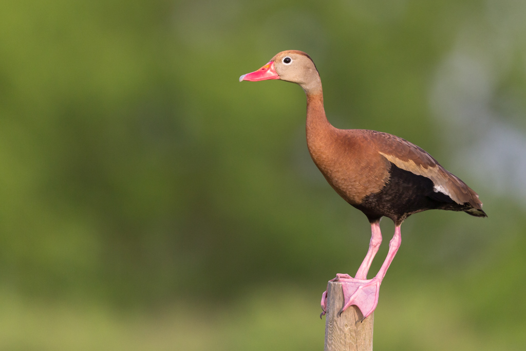 _IN Dendrocygne à ventre noir 2019-04 Bolivar-12.jpg