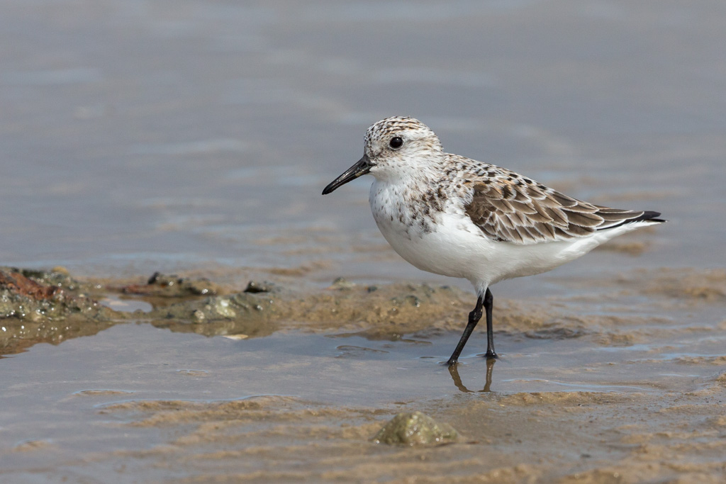 _IN Bécasseau Sanderling 2019-04 Bolivar-11.jpg