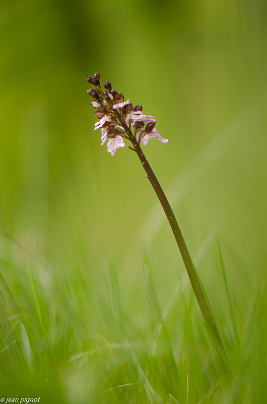 orchis pourpre 05 2019.JPG