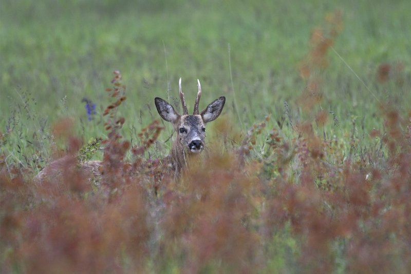 chevreuil au repos dans les herbes 800.jpg