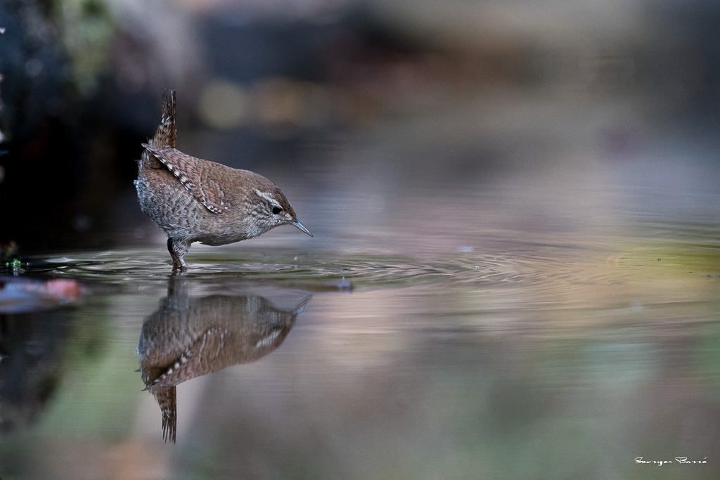 Troglodyte mignon (Troglodytes troglodytes) Winter wren-50.jpg