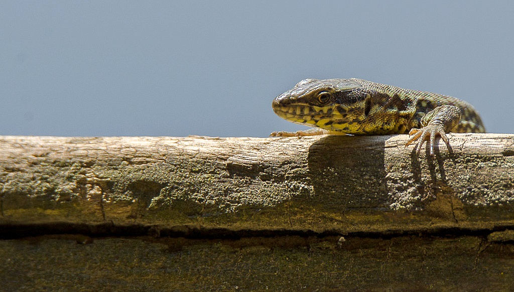 Coucou le lézard..jpg