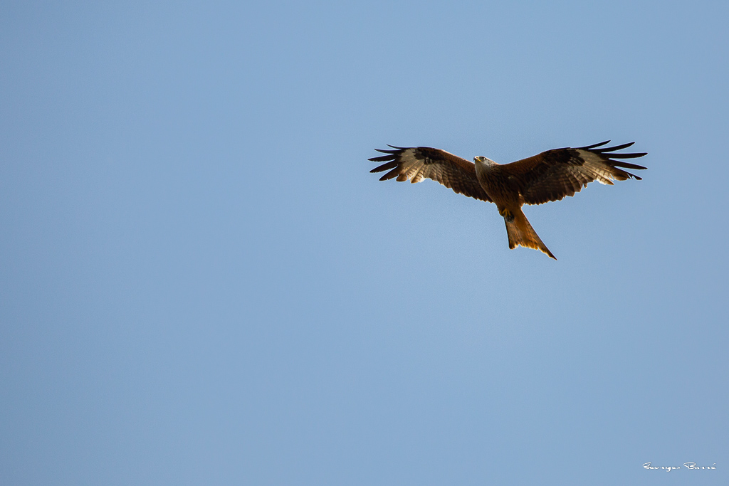 Milan noir (Milvus migrans) Black kite-2.jpg