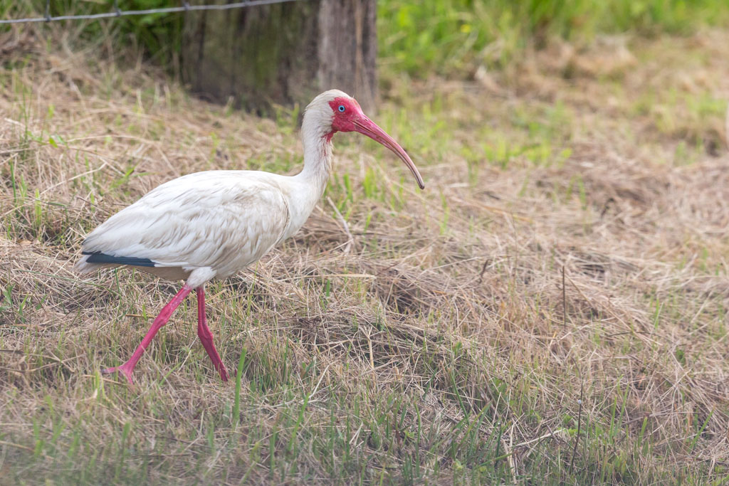 _IN Ibis blanc 2019-04 Bolivar-11.jpg