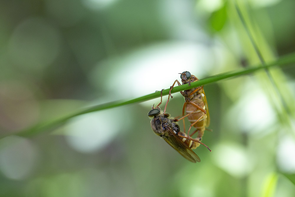 Dreux _20-05-2018-14-38-21_0687.jpg