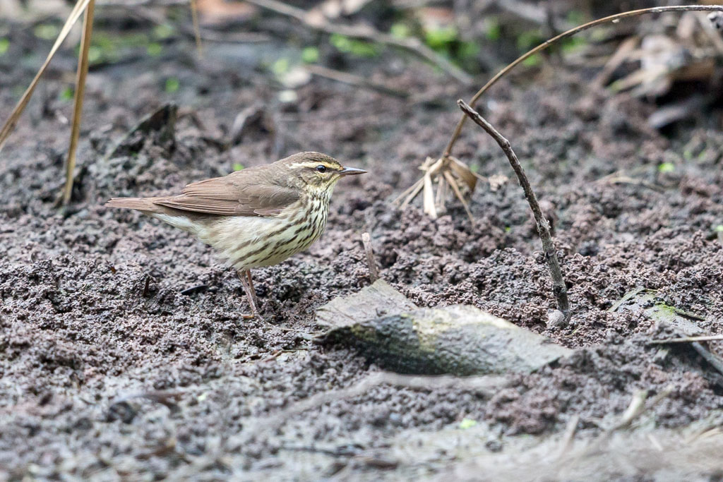 _IN Paruline des ruisseaux 2019-04 HI-11.jpg