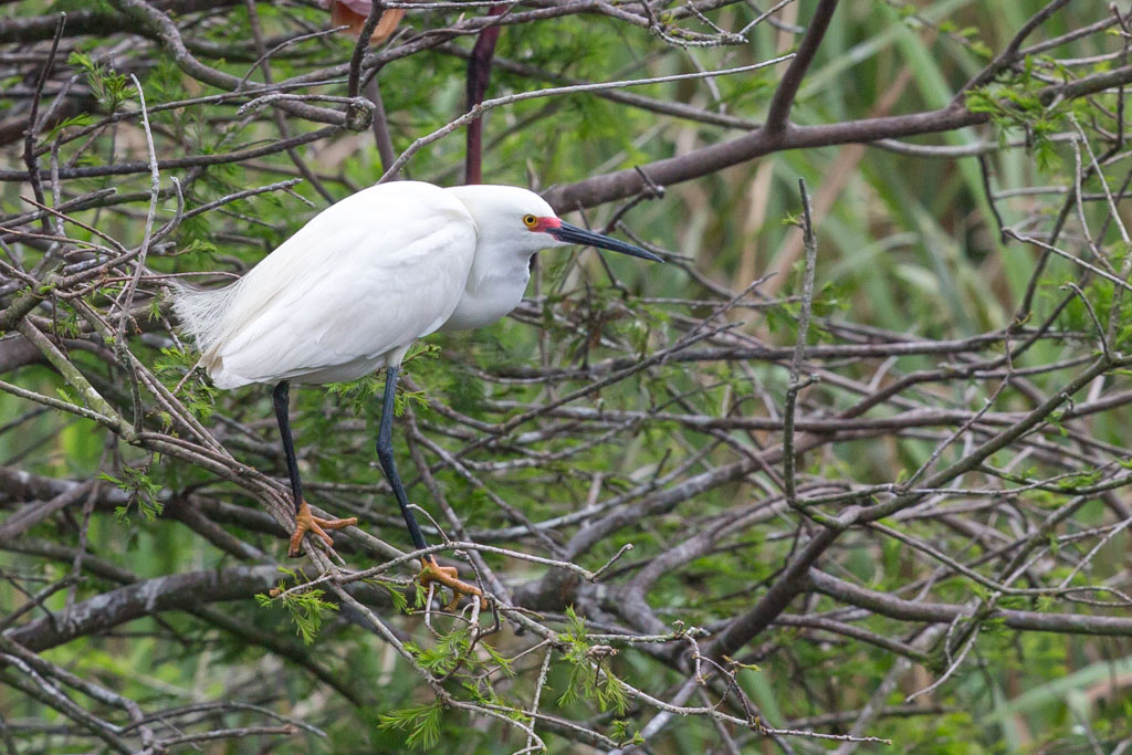 _IN Aigrette neigeuse 2019-04 HI-11.jpg